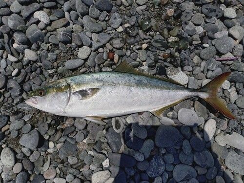 イナダの釣果