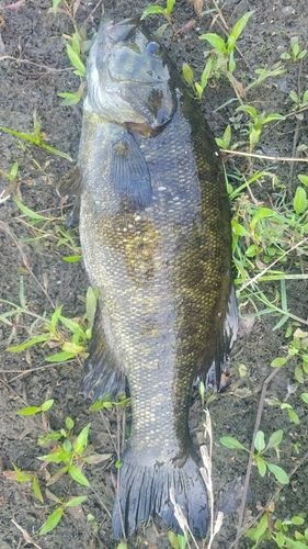 スモールマウスバスの釣果