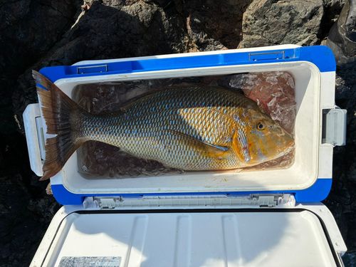 ハマフエフキの釣果