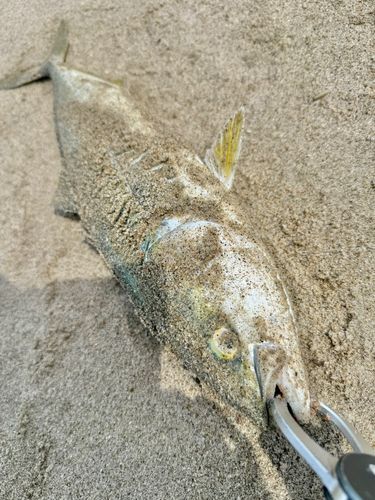 イナダの釣果