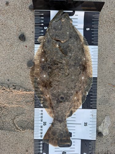 ヒラメの釣果