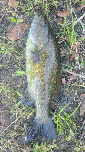 スモールマウスバスの釣果