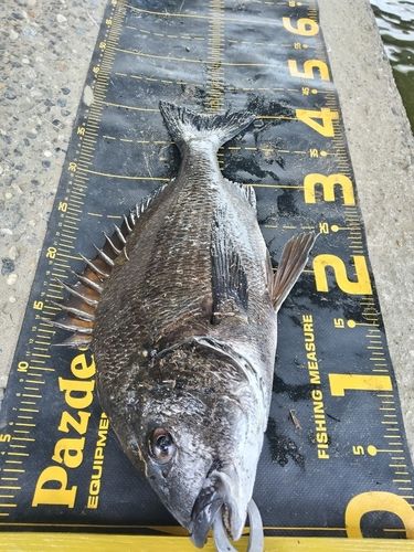 クロダイの釣果