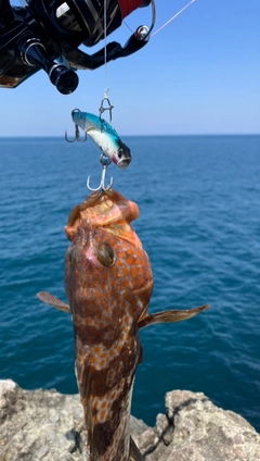 キジハタの釣果