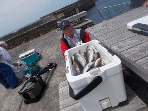 イサキの釣果