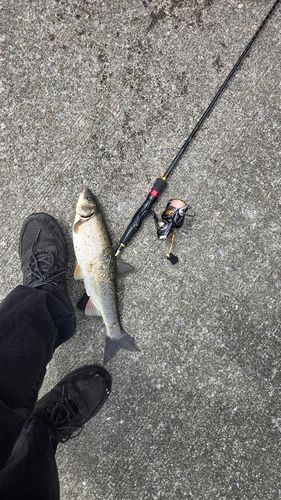 ウグイの釣果