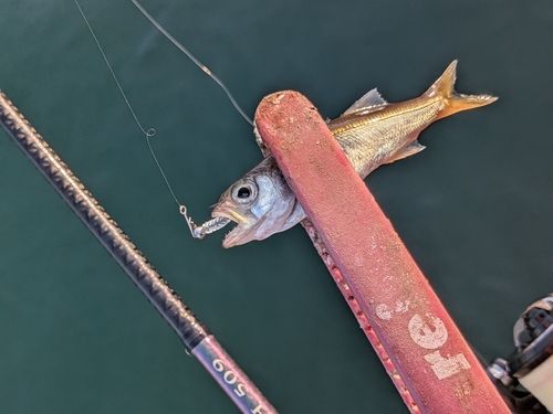 クロムツの釣果