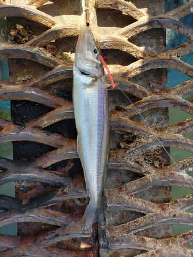 シロギスの釣果