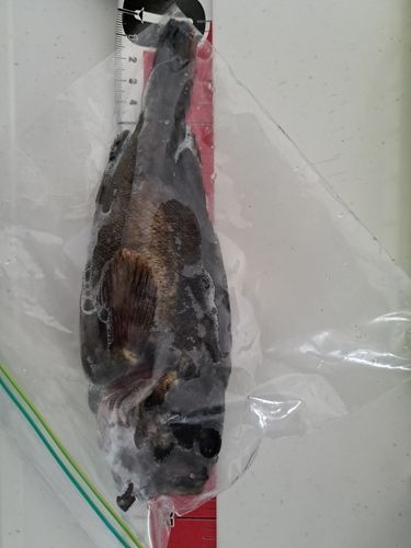 クロメバルの釣果