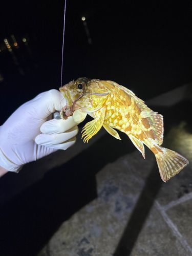 カサゴの釣果