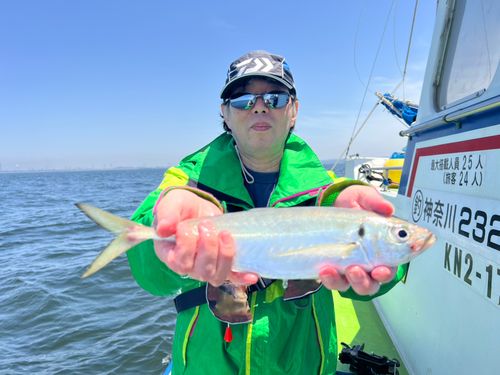マアジの釣果