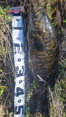 スモールマウスバスの釣果