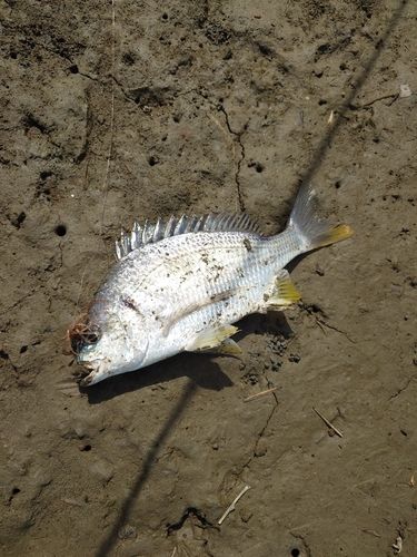 キビレの釣果