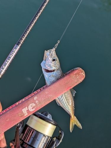 マアジの釣果