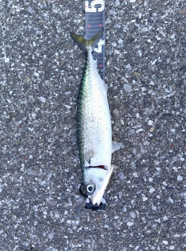 マサバの釣果