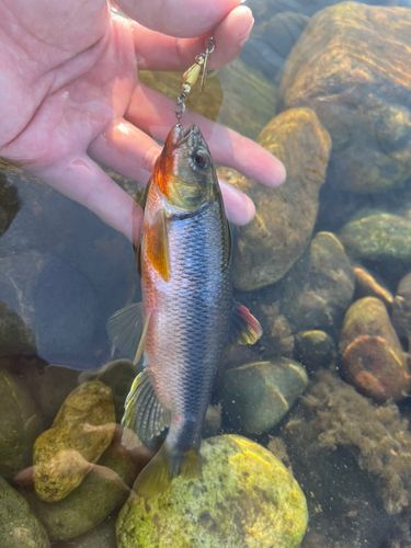 カワムツの釣果