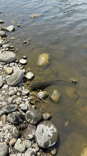 ライギョの釣果