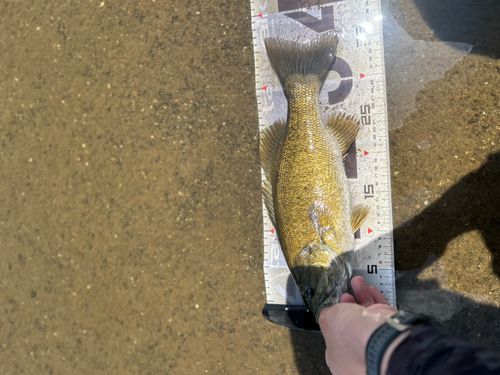 スモールマウスバスの釣果