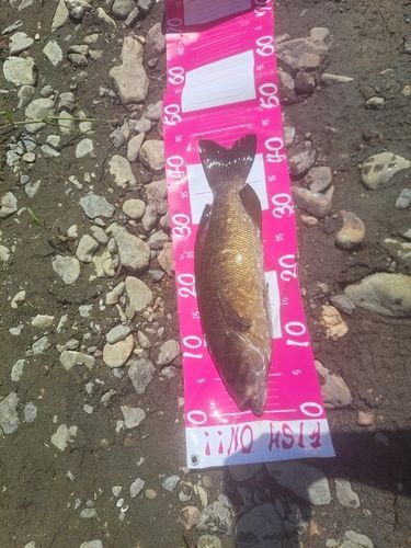 スモールマウスバスの釣果