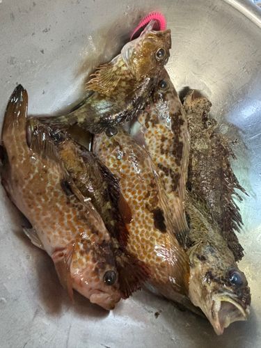 アコウの釣果