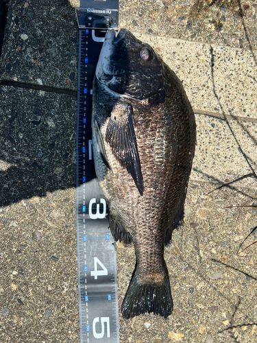 チヌの釣果