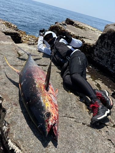 キハダマグロの釣果