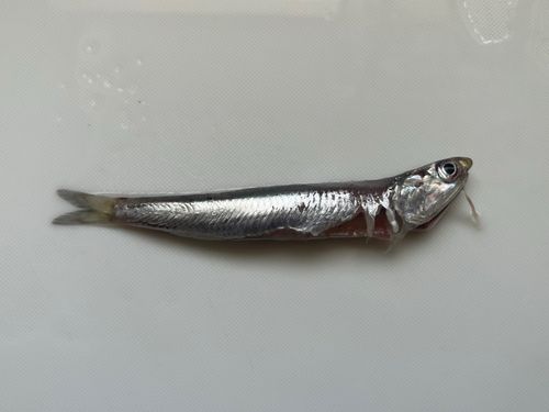 イワシの釣果
