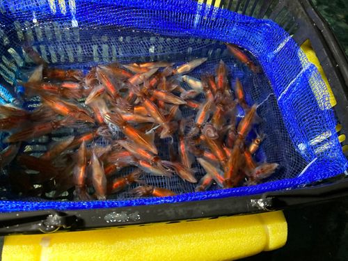 ホタルイカの釣果