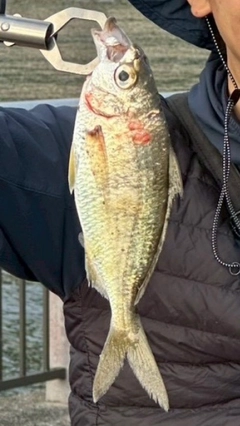 クロサギの釣果