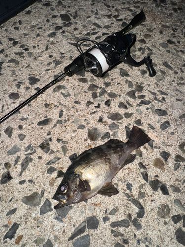 アカメバルの釣果