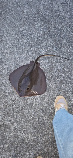 アカエイの釣果