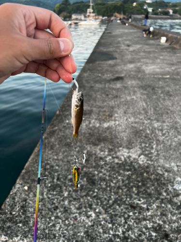 クロムツの釣果