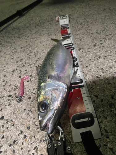 サバの釣果
