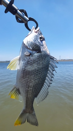 キビレの釣果