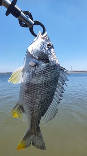 キビレの釣果