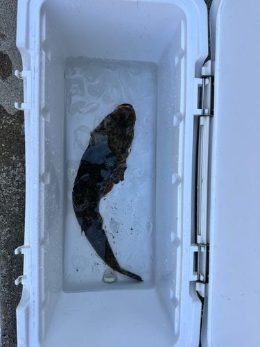 マゴチの釣果
