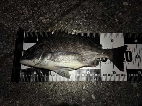 クロダイの釣果