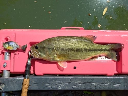 ブラックバスの釣果