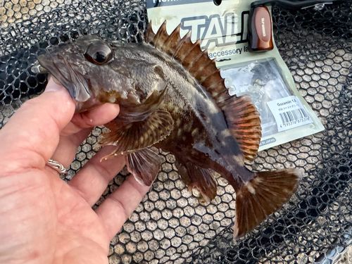ガシラの釣果