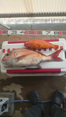 マダイの釣果