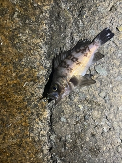 クロメバルの釣果