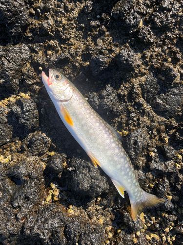 アイナメの釣果