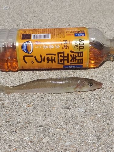 キスの釣果