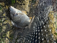 キビレの釣果
