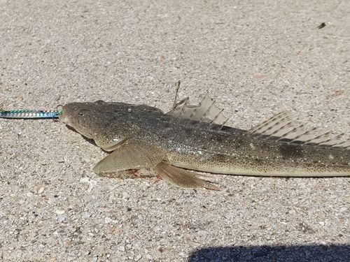 マゴチの釣果