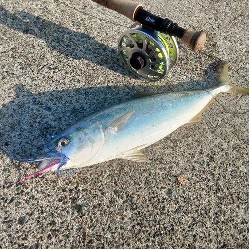 イナダの釣果