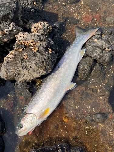 アメマスの釣果