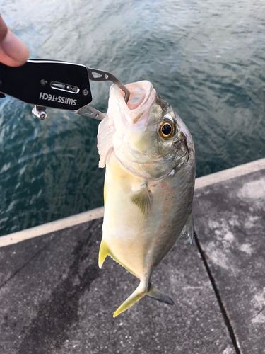 ガーラの釣果
