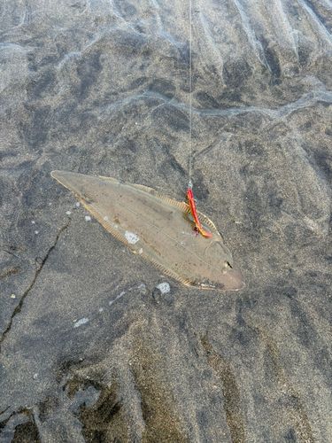 シタビラメの釣果