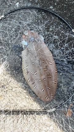 イカの釣果